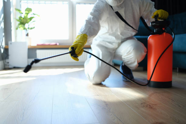 Wasp Removal Services in New California, OH