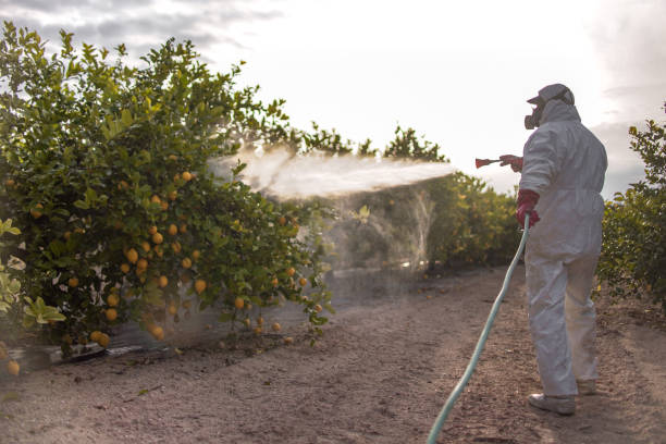Best Exterminator Services  in New California, OH