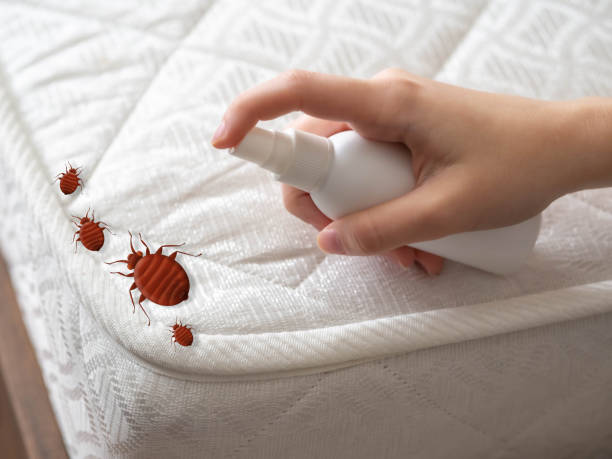 Best Flea Control Services  in New California, OH