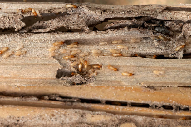 Best Termite Control Services  in New California, OH